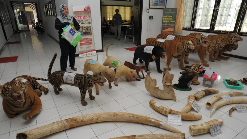 20160523-Harimau-Sumatera-Aceh-AFP