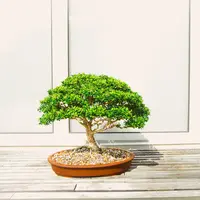 Ilustrasi Tanaman Kerdil Credit: pexels.com/Rosie