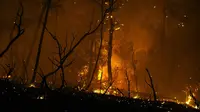 Ilmuwan prediksikan kebakaran serupa akan terus memburuk di masa mendatang. (Foto: nbcnews.com)