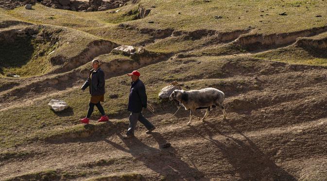Para penggembala menggiring domba mereka di padang rumput pegunungan di Wilayah Yecheng, Daerah Otonom Uighur Xinjiang, China barat laut, pada 8 Oktober 2020. (Xinhua/Hu Huhu)