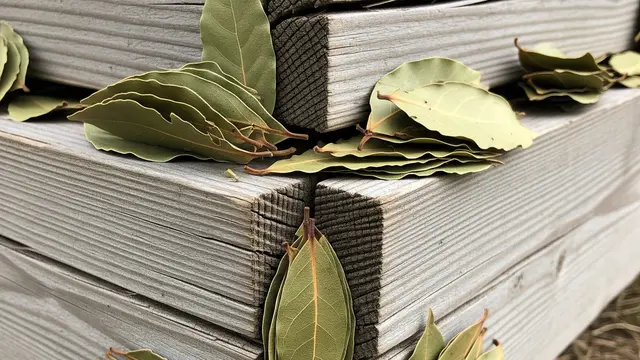 Cara Mengusir Rayap dengan Daun Salam Kering (Image by Gemini AI)