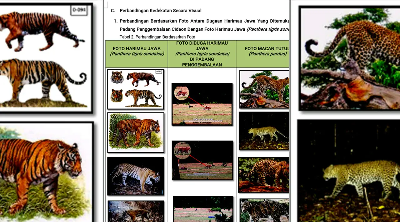 Petugas Taman Nasional Ujung Kulon menulis laporan hasil temuan diduga harimau Jawa atau Panthera tigris sondaica. (/Yandhi Deslatama)