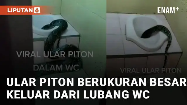 Seekor ular piton berukuran besar muncul menghebohkan sebuah sekolahan mengundang perhatian