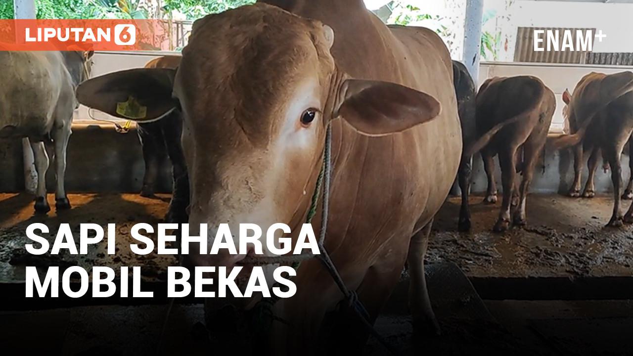 VIDEO: Penampakan Sapi Kurban yang Dibeli Jokowi Seberat 1,1 Ton Seharga Mobil Bekas Toyota Avanza
