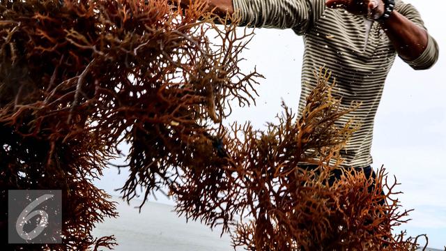 4 Alasan Rumput Laut Baik Untuk Ibu Hamil Health Liputan6 Com