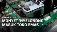 Monyet "Nyelonong" Masuk Toko Emas
