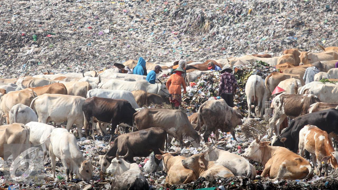 20160611-Sapi-Tak-Layak-Konsumsi-Yogyakarta-BH