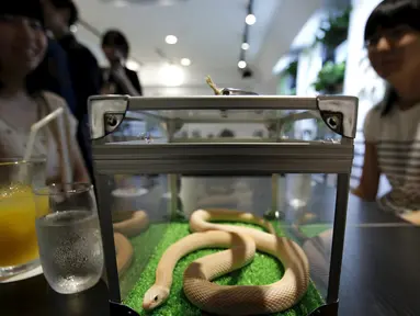 Pengunjung menikmati hidangan sambil ditemani ular  di sebuah kafe ular bernama 'Tokyo Snake Center' di distrik fashion Harajuku, Tokyo, 14 Agustus 2015. Sekali kunjungan, pengunjung hanya perlu membayar sekitar Rp108 ribu. (REUTERS/Toru Hanai)