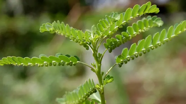 [Bintang] Daun meniran