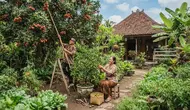 Pohon Buah Kerdil vs Pohon Besar, Mana yang Menghasilkan Buah Lebih Berkualitas?