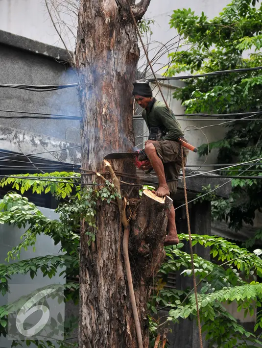 Petugas Dinas Pertamanan Jaktim melakukan pemangkasan pohon beresiko tumbang di kawasan Jatinegara, Jakarta Timur, Selasa (5/1/2016). Antisipasi pohon tumbang di musim penghujan, Dinas Pertamanan pangkas pohon beresiko tumbang. (Liputan6.com/Yoppy Renato)