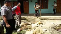 Teror Macan Gunung Lawu, 18 Kambing Mati Dihisap Darahnya