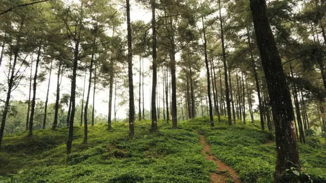 Ilustrasi pohon pinus