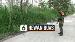 Hewan Buas