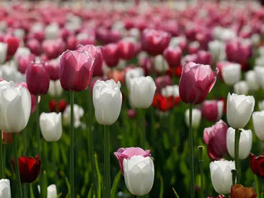 Bunga-bunga tulip yang merekah di taman bunga tulip pertama di Cornaredo, dekat Milan, Senin (23/4). Pasangan asal Belanda, Edwin Koeman dan Nitsuje Wolanios menanam sekitar 350.000 tangkai dari 72 varietas berbeda di lahan tersebut. (AP/Luca Bruno)