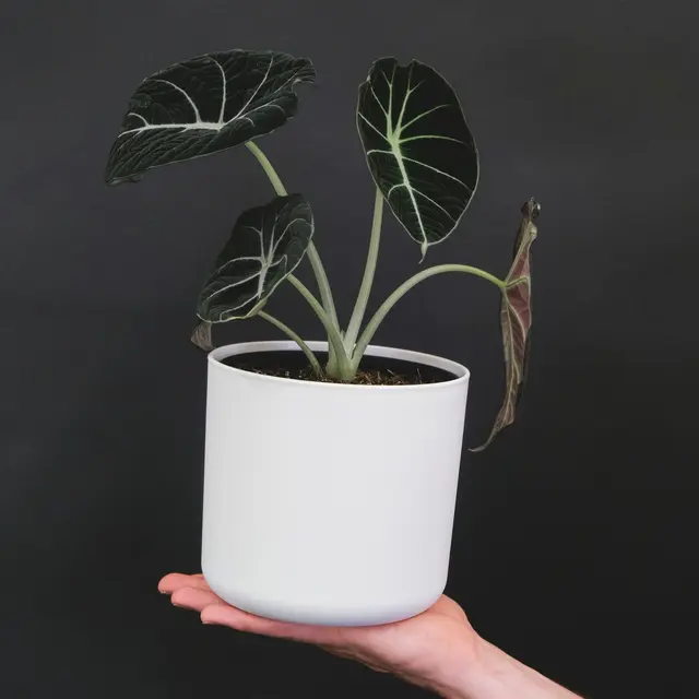 Alocasia Black Velvet