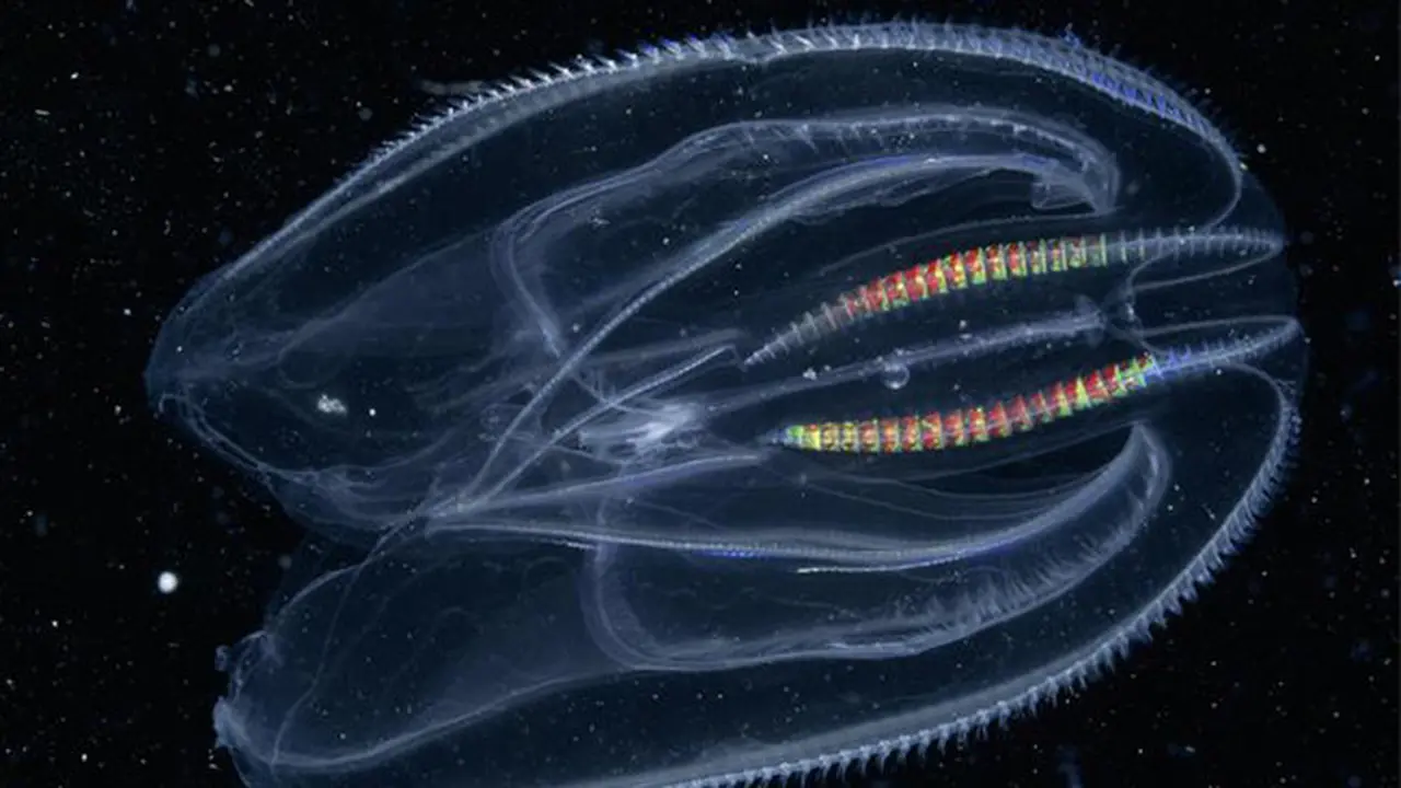 Ctenophora