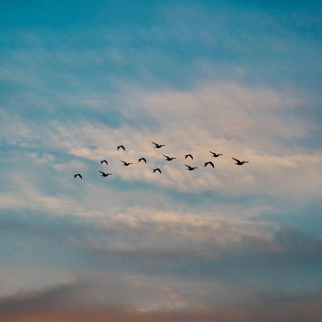 15 Arti Mimpi Tentang Burung Yang Dipercaya Banyak Orang Ambil Hikmahnya Ragam Bola Com