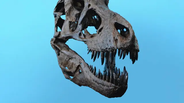 ilustrasi fosil dinosaurus