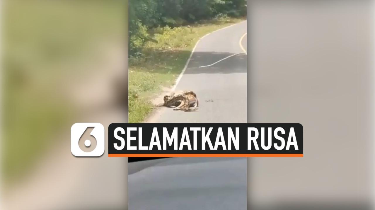 VIDEO: Pria Selamatkan Rusa dari Lilitan Piton Tuai Kontroversi