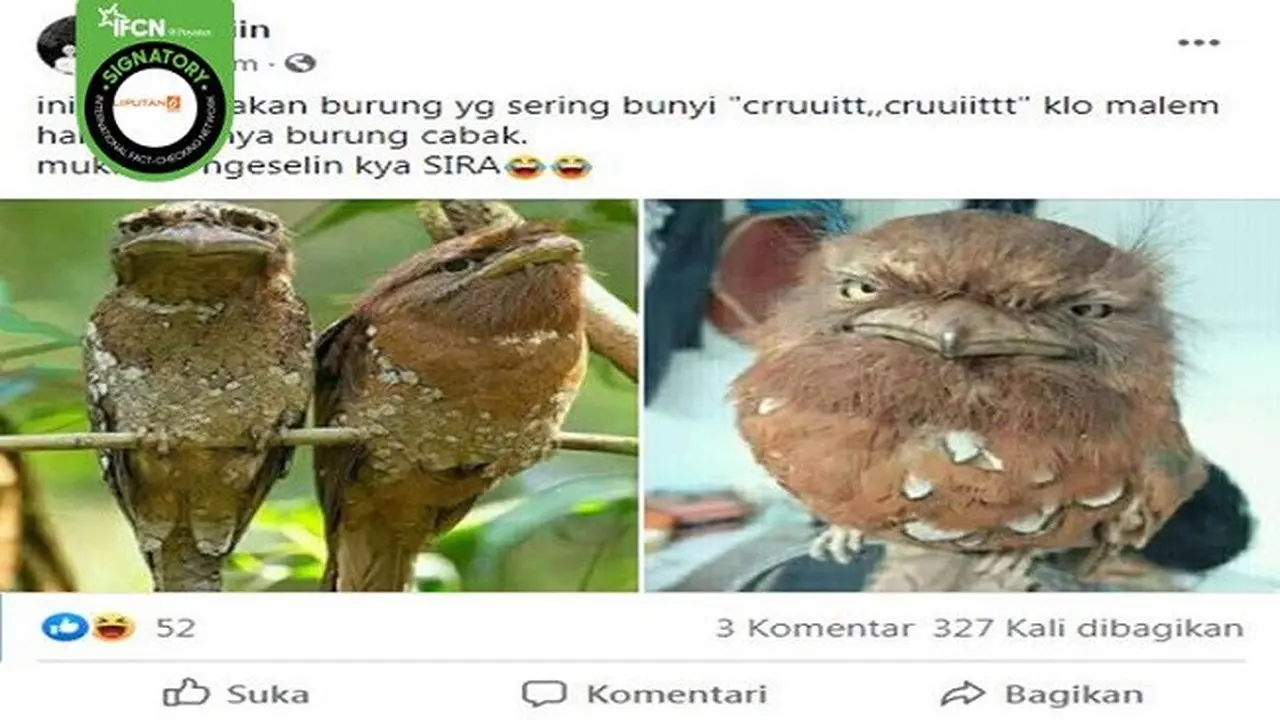 Gambar Tangkapan Layar Foto Burung