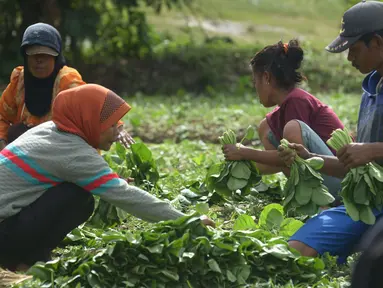 Petani memanen sawi di Para Meter Utara Desa Selapanjang, Tangerang Banten, Selasa (23/11/2021). Petani menjualnya satu gabuk  isi 20 ikat dengan harga Rp 60 ribu rupiah ke pasar induk Tangerang. (merdeka.com/Imam Buhori)