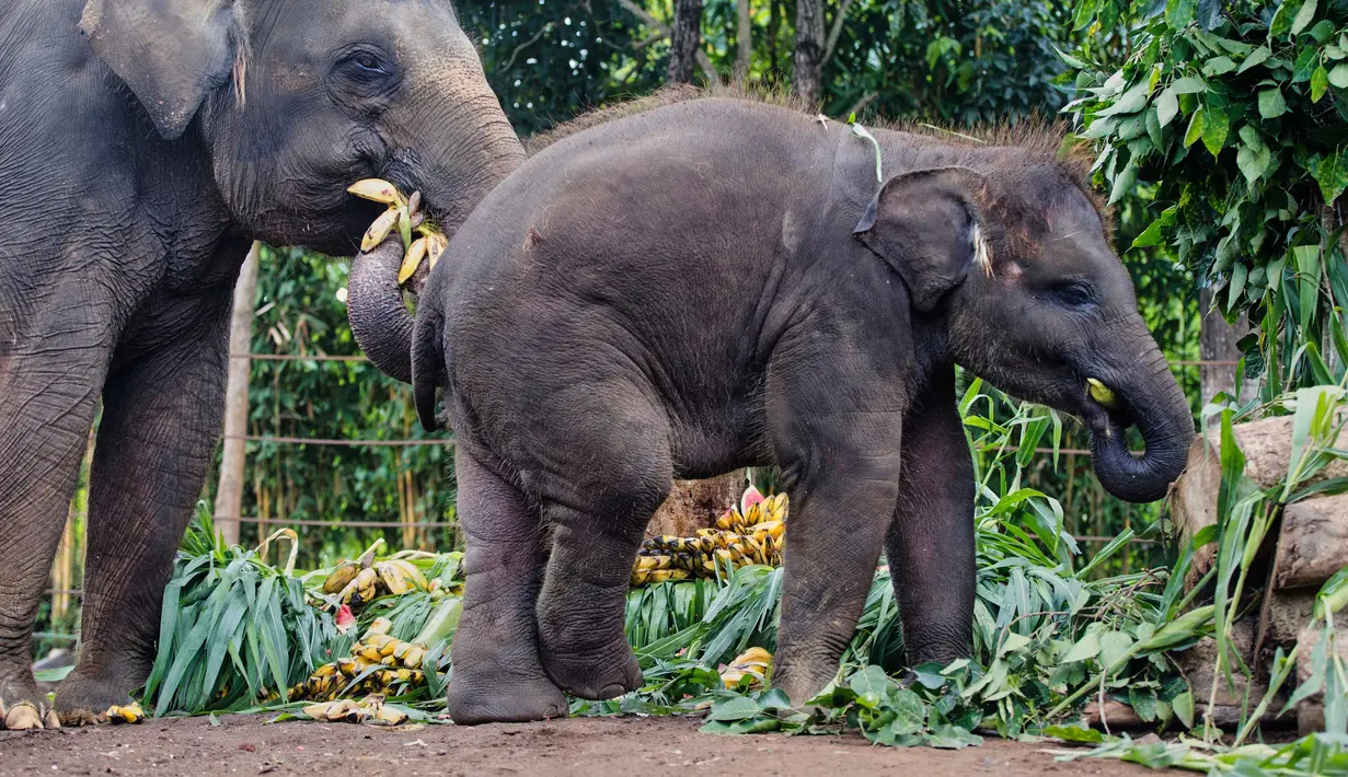 Tanggal 12 Agustus didedikasikan untuk meningkatkan kesadaran global tentang pentingnya pelestarian gajah serta tantangan yang mereka hadapi di alam liar. (AP Photo/Firdia Lisnawati)