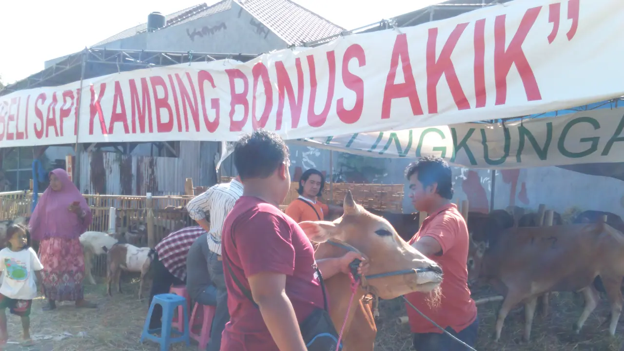 Jual hewan kurban berhadiah akik