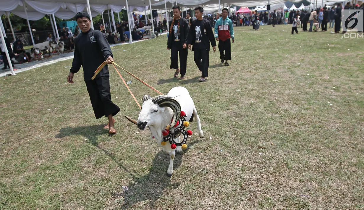 Peserta membawa dombanya ke area pertandingan ketangkasan domba Garut dalam acara jambore peternakan nasional 2017 di Buperta Cibubur, Jakarta, Sabtu (23/9). Ketangkasan domba Garut diikuti sebanyak 160 ekor domba. (Liputan6.com/Herman Zakharia)