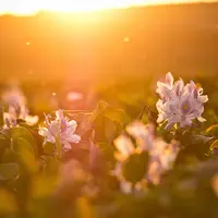 Ilustrasi pagi hari, kebijaksanaan, inspirasi, motivasi. (Photo by Brian Garcia on Unsplash)