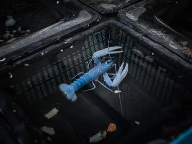 Lobster biru berada dalam tangki di peternakan lobster King Lobsters Normandie, Breville-sur-mer, Prancis, Senin (26/6/2023). King Lobsters Normandie adalah satu-satunya peternakan lobster biru di dunia yang dibuka pada September 2022. (Lou BENOIST/AFP)