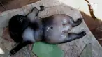Warga Sumenep digemparkan dengan kelahiran seekor anak kambing yang memiliki muka mirip manusia.