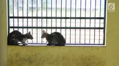 Due ekor kucing berada di pusat kesehatan hewan (Puskeswan), Jakarta, Kamis (10/1). Kucing yang belum siap diadopsi tersebut masih dalam proses vaksinasi dan sterilisasi. (Liputan6.com/Herman Zakharia)