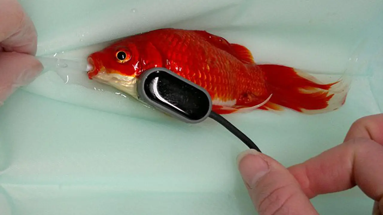 Ikan mas yang menjalani operasi sembelit. (Daily Mail)