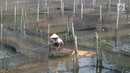 Peternak memanen ikan hias jenis memphis di Situ Telaga Biru yang airnya menyusut di Desa Parigi Mekar, Bogor, Kamis (8/8/2019). Saat musim kemarau, debit kedalaman air yang berkurang dari ketinggian 2,5 meter menjadi 1,2 meter menyebabkan petani budidaya merugi hingga 50 persen. (merdeka.com/Arie B