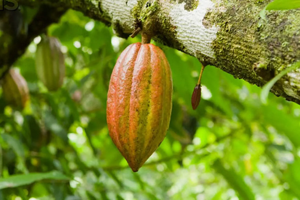 6 Manfaat Buah Kakao Bagi Kesehatan Kita