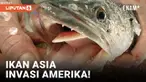 Bila ikan gabus lazim ditemui di Indonesia dan sering dimasak serta disantap, maka ikan ini sangat asing bagi warga Amerika Serikat. Ikan inipun tadinya tidak ditemui di AS, dan lepas ke perairan Amerika sebagai satwa invasif yang dikhawatirkan meman...