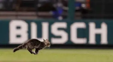 Seekor anak kucing berlari melintasi lapangan di Stadion Busch saat pertandingan semifinal keenam di antara St. Louis Cardinals dan Kansas City Royals di St. Louis (9/8). (AP Photo / Jeff Roberson)