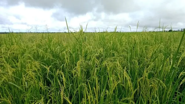 Lahan padi dan jagung di Merauke. (Dok Kementan)