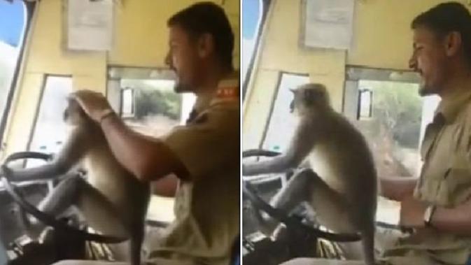 Monyet menyetir bus di India (foto: Nextshark)