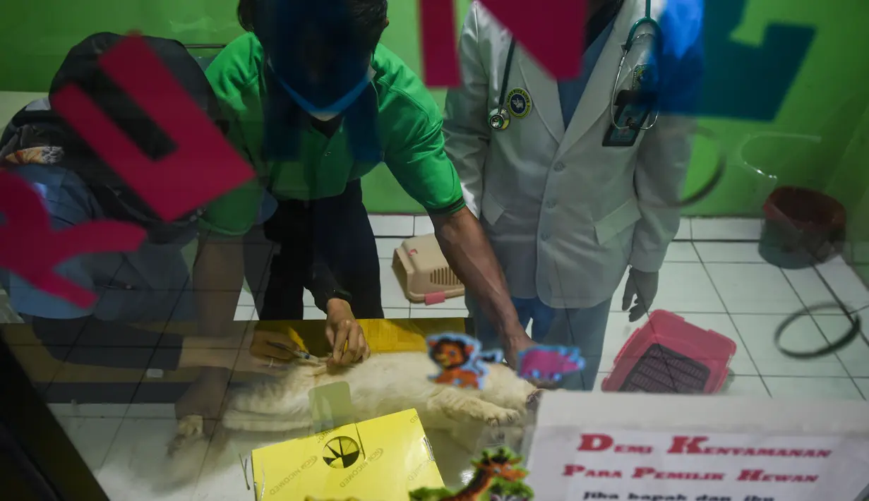 Sejumlah dokter hewan memberikan vaksin rabies pada seekor kucing di Rumah Sakit Hewan Jakarta (RSHJ) di Ragunan, Jakarta (22/9/2020). Rumah sakit ini juga berfungsi sebagai sekolah medis dan pusat pelatihan bagi dokter hewan. (Xinhua/Agung Kuncahya B.)