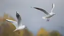 Kawanan burung yang bermigrasi terbang di atas sebuah sungai di Tonekabon, Iran utara, pada 30 November 2020. (Xinhua/Ahmad Halabisaz)