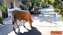 Citizen6, Karanganyar: Suasana pagi di perumahan Jaten permai, Jaten, Karanganyar, Jawa Tengah, yang sepi mendadak ramai. Sepasang sapi tiba-tiba muncul dan berjalan memasuki kawasan perumahan. (Pengirim: Alvein Damardanto)