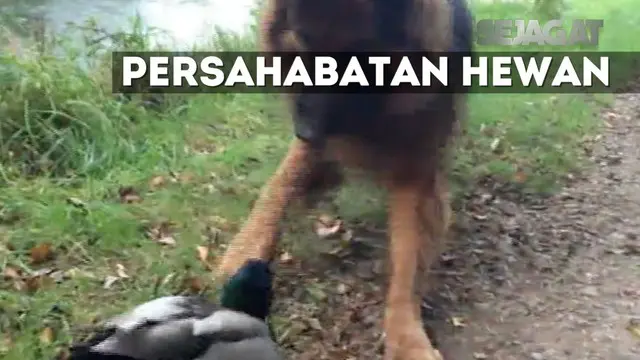 Video yang diabadikan sang pemilik anjing ini menjadi viral dan telah ditonton ribuan kali.