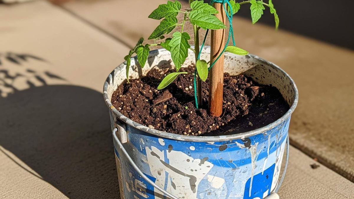 Cara Membersihkan Ember Bekas Cat agar Layak untuk Pot Tanaman, Mudah dan Efektif