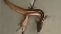 Hewan misterius panjang mirip ular terlihat di video Instagram (sumber: Instagram/@balichannel via India Times)