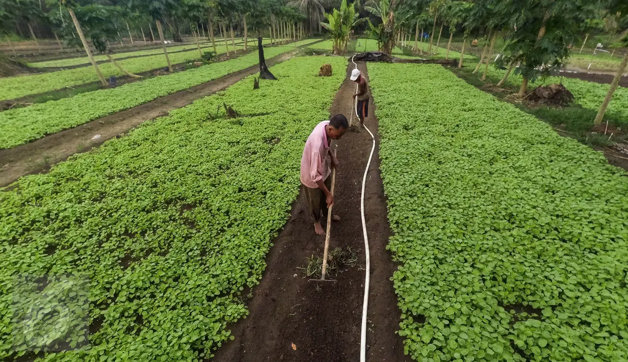 Petani membersihkan rumput di ladang sayur bayam, di area konsesi tanaman kehidupan Desa Pinang Sebatang, Kecamatan Tualang, Riau, Minggu (17/7). Area seluas 770 hektar meningkatkan perekonomian masyarakat setempat. (Liputan6.com/Fery Pradolo)