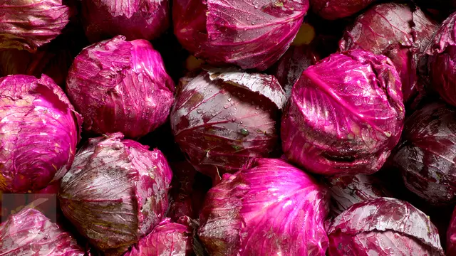 Sayur Kubis Ungu