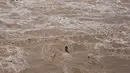 Seorang nelayan India berenang di tengah air Sungai Tawi setelah operasi penyelamatan menggunakan helikopter Angkatan Udara India gagal setelah tali putus di Jammu, India (19/8/2019). Permukaan air di banyak sungai di India utara meningkat setelah hujan lebat di musim hujan. (AP Photo/Channi Anand)