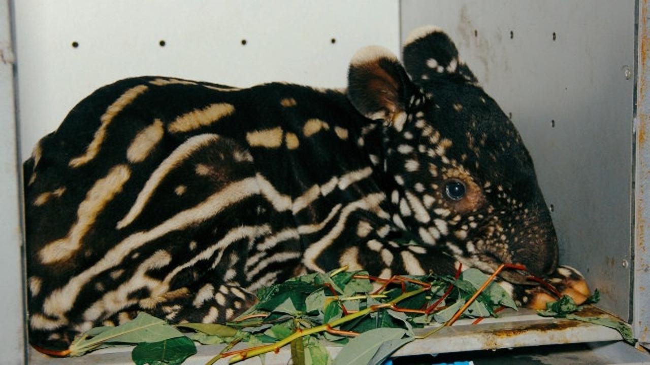 Bayi tapir yang diselamatkan warga dan diserahkan ke BBKSDA Riau.